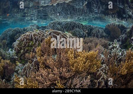 Inmitten der tropischen Inseln von Raja Ampat, Indonesien, wächst ein wunderschönes Korallenriffe. Stockfoto