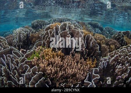 Inmitten der tropischen Inseln von Raja Ampat, Indonesien, wächst ein wunderschönes Korallenriffe. Stockfoto