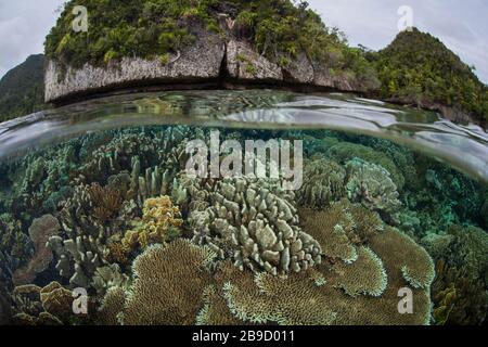 Inmitten der tropischen Inseln von Raja Ampat, Indonesien, wächst ein wunderschönes Korallenriffe. Stockfoto