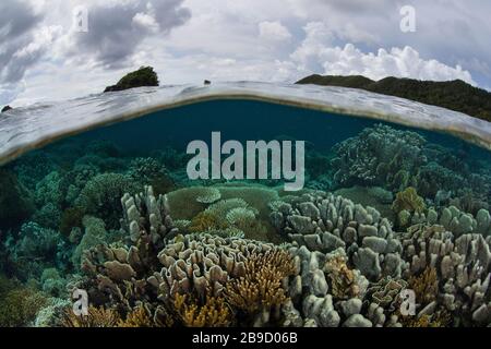 Inmitten der tropischen Inseln von Raja Ampat, Indonesien, wächst ein wunderschönes Korallenriffe. Stockfoto