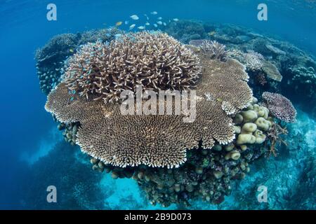 Inmitten der tropischen Inseln von Raja Ampat, Indonesien, wächst ein wunderschönes Korallenriffe. Stockfoto