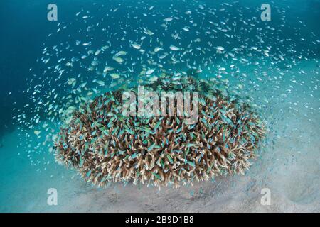 Eine Schule von blaugrünem Damselfisch, Chromis viridis, in Raja Ampat, Indonesien. Stockfoto