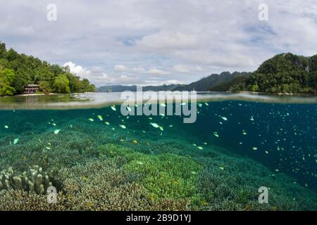 Inmitten der tropischen Inseln von Raja Ampat, Indonesien, lebt ein wunderschönes Korallenriffe. Stockfoto