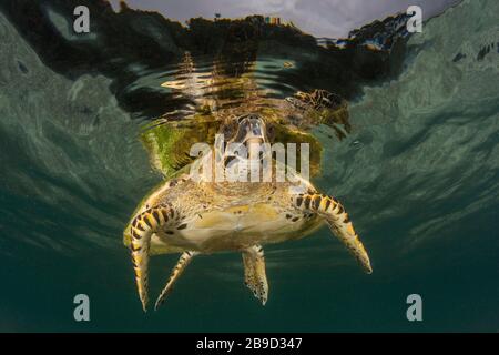 Eine Weißbauch-Meeresschildkröte, Eretmochelys imbricata, atmet auf. Stockfoto