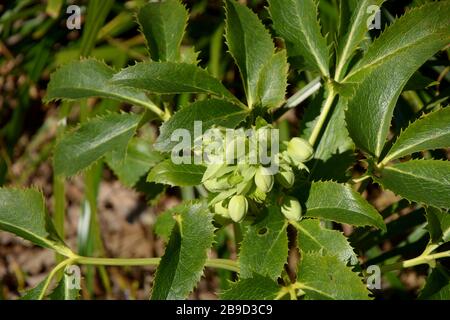 korsischer Hellebore in der Frühlingssonne, helleborus argutifolius mit geschlossenen Knospen im märz Stockfoto