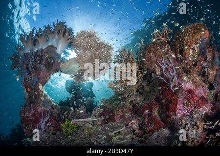 Wunderschöne Korallen und Rifffische kommen inmitten der tropischen Inseln von Raja Ampat, Indonesien, vor. Stockfoto