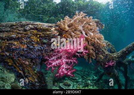 Korallen, Tunikate und andere Wirbellose kolonisieren einen untergetauchten Baum in Raja Ampat. Stockfoto