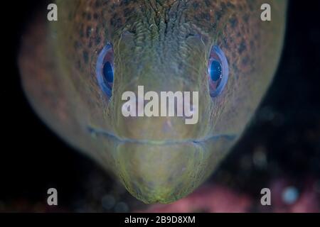 Ein riesiges Moränen, Gymnothorax javanicus. Stockfoto