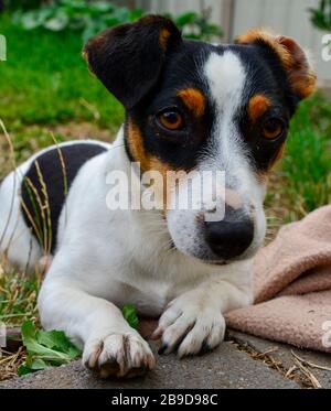 Jack Russell Puppy Legend on Step and Grass with Decke Stockfoto