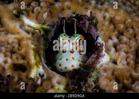 Ein süßer, rot gefleckter Blenniella chrysospilos blickt aus seiner schützenden Wohnung heraus. Stockfoto