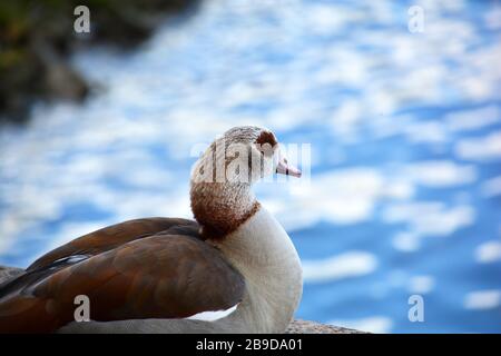 Nahaufnahme des Kopfes der kanadischen Gans, der auf dem Dock mit blauem Wasser ruht, das im Hintergrund I glitzern kann Stockfoto