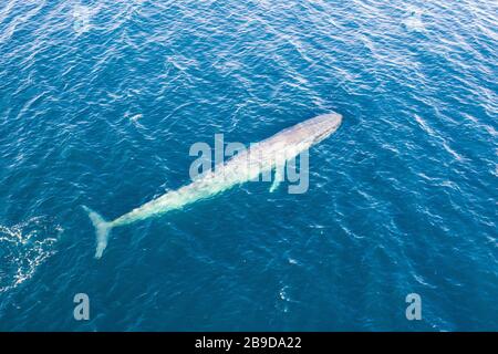 An die Oberfläche steigt ein Pygmäen-Blauwal, Balaenoptera Musculus brevicauda. Stockfoto