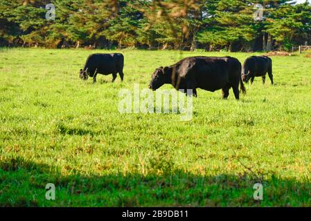Angus Rinder Kühe grasen in Green Field in Sun Stockfoto
