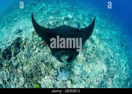 Ein schwarzer Mantarochen, Manta alfredi, besucht eine Reinigungsstation an einem Riff. Stockfoto