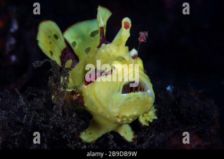 Ein bunter warziger Frogfisch, Antennarius maculatus, jähnt, während er auf Beute wartet. Stockfoto