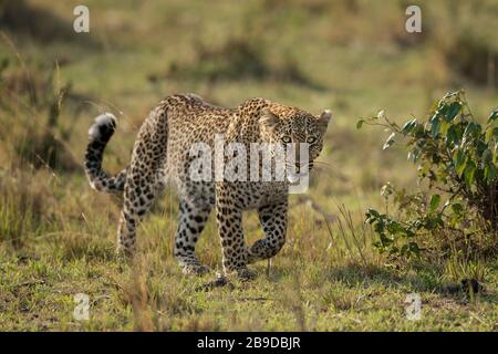 Das Bild des Leoparden (Panthera pardus), auf dem Überfall, Kenia, Masai Mara National Park - Stockfoto