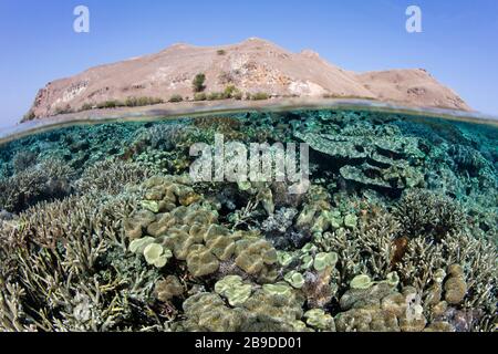 Im Komodo-Nationalpark, Indonesien, lebt ein gesundes Korallenriffe. Stockfoto