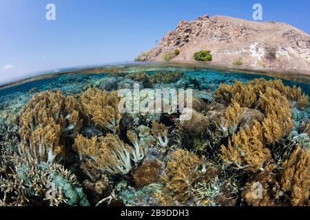 Im Komodo-Nationalpark, Indonesien, lebt ein gesundes Korallenriffe. Stockfoto
