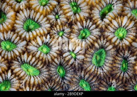 Detail einer Korallenkolonie in Riffbau, Favia sp., wächst auf einem gesunden Riff. Stockfoto