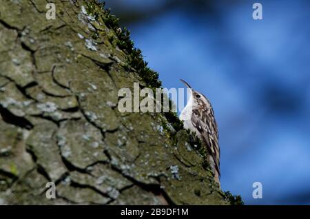 Certhiiiden ein Treekreeper, der vor einem verschwommenen blauen Hintergrund auf einem Baumstamm sitzt Stockfoto