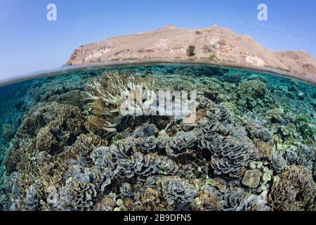 Im Komodo-Nationalpark, Indonesien, lebt ein gesundes Korallenriffe. Stockfoto