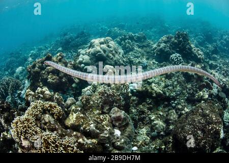 Ein schwarz gebänderter Meereskrait, Laticauda semifasciata, schwimmt über schöne Korallen. Stockfoto