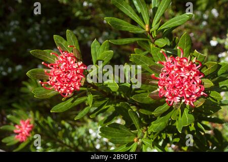 Cradle Mountain Tasmanien, australisch-stämmige Telopea truncata oder tasmanische Waratahblüten bei Sonnenschein Stockfoto