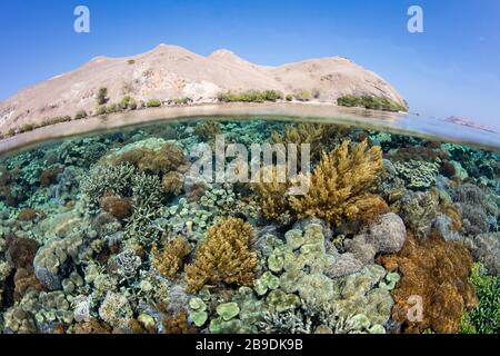 Im Komodo-Nationalpark, Indonesien, lebt ein gesundes Korallenriffe. Stockfoto