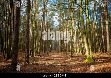 Bild eines Waldes im Frühjahr. Stockfoto