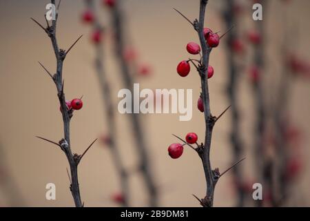 Frische rote Beeren auf brauner Perücke mit großen scharfen Dornen. Gebogener Zweig von Barberry Closeup auf unscharfem grünen Hintergrund. Herbstkulisse Stockfoto