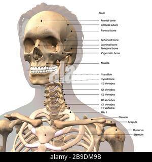 Beschriftete medizinische Darstellung von Schädel, Schultern und Wirbelsäule für Frauen. Stockfoto