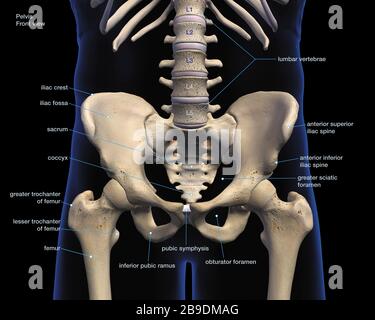 Beschriftete medizinische 3D-Darstellung von männlichen Becken-, Hüft- und Beinknochen auf schwarzem Hintergrund. Stockfoto