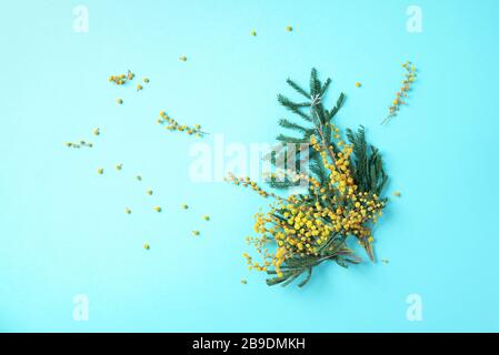 Frühling mimosa Blumen auf blauem Grund. Draufsicht. Kopierbereich. Federkonzept. Florale Komposition, kreatives Layout Stockfoto