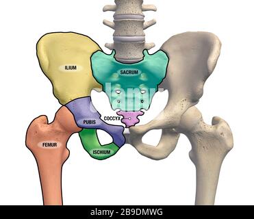 Becken- und Hüftknochen mit anatomischen Hauptbereichen, die auf weißem Hintergrund markiert sind. Stockfoto