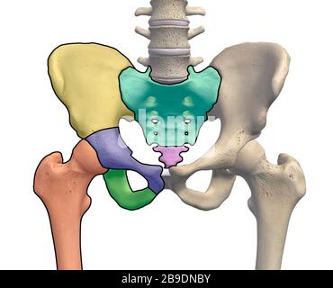 Becken- und Hüftknochen mit anatomischen Hauptbereichen, die auf weißem Hintergrund abgebildet sind. Stockfoto