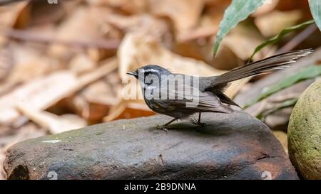 Weiß gekehlter Fantail, der auf einem Felsen in eine Ferne blickt Stockfoto