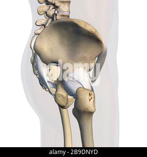 Seitenansicht von männlichem Becken, Hüfte, Beinknochen und Bändern auf weißem Grund. Stockfoto