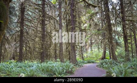 Spazieren Sie auf einem Weg vorbei an Fichten im hoh Regenwald Stockfoto