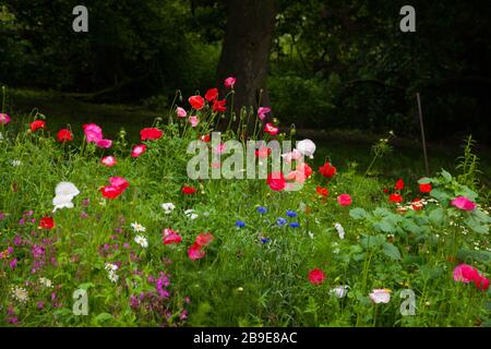 Wilde Blumen in einem schottischen Garten Stockfoto