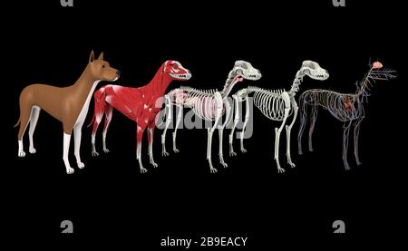 Anatomie eines Hundes. Stockfoto