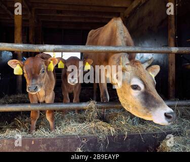 jersey Kuh und Kälber im offenen Stall auf holländischem Biobetrieb in holland Stockfoto