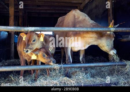 jersey Kuh und Kälber im offenen Stall auf holländischem Biobetrieb in holland Stockfoto