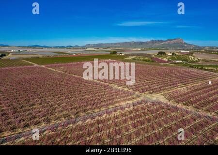 Pfirsichblüte in Ascoy bei Cieza in der Region Murcia in Spanien Stockfoto