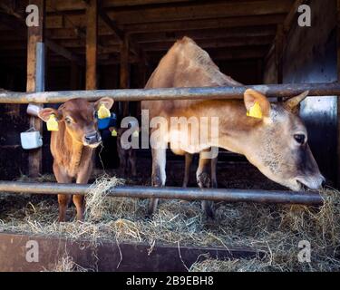 jersey Kuh und Kälber im offenen Stall auf holländischem Biobetrieb in holland Stockfoto