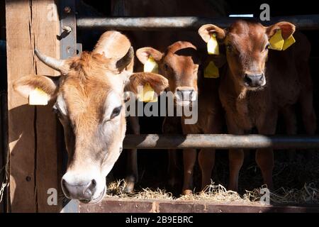 jersey Kuh und Kälber im offenen Stall auf holländischem Biobetrieb in holland Stockfoto