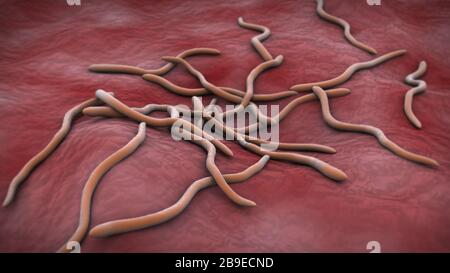 Konzeptionelles Bild von Borrelia burgdorferi. Stockfoto