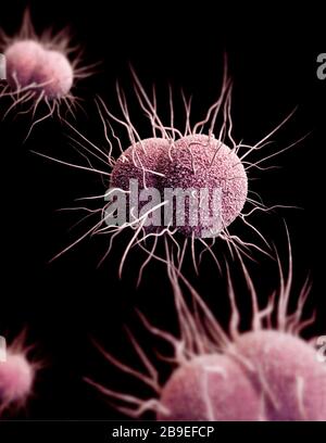 Digitales 3D-Bild von Keisseria gonorrheae-Bakterien. Stockfoto