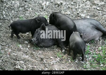 Vietnamesisches schwarzes Schwein mit Bast. Herbivore Schweine. Stockfoto