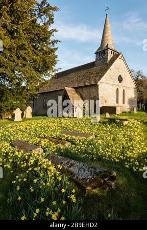 Im Frühjahr decken einheimische wilde walisische Narzissen (Narcissus pseudonarcissus) den Kirchhof der St Michael's Church im winzigen Grenzort Discoed ab Stockfoto