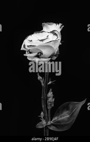 Monochrome weiße Lisianthus Blüte Paar Makro, vintage feine Kunst Stillleben von Blüten, Knospen, Stängel Blätter, schwarzer Hintergrund Stockfoto